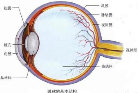 Eye anatomy